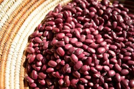 Hidatsa Red Bean